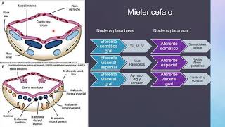 ANATOMIA CEREBRAL Y ECOGRAFIA TRANSFONTANELAR parte 1 [upl. by Latif]