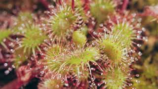 Sundews A Sticky Situation  feat Drosera Rotundifolia [upl. by Anirrok993]