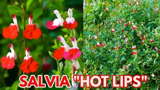 Salvia microphylla Hot Lips Lipstick Sage LippenstiftSalbei JohannisbeerSalbei Duftsalbei [upl. by Hen436]