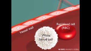 White Blood Cell Extravasation Through Diapedesis [upl. by Nemsaj331]