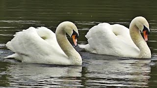 Swans Dancing  Mating Dance or Rotation Display [upl. by Scurlock3]