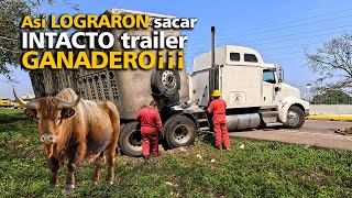 Así LOGRARON sacar INTACTO trailer GANADERO¡¡¡ [upl. by Cammy]