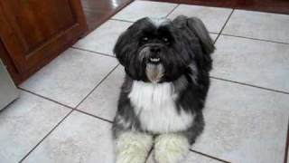 Louie the Lhasa Apso does dog tricks [upl. by Demetra]