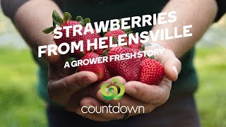 Grower Fresh Strawberries  Spring Fresh  Countdown [upl. by Arella846]