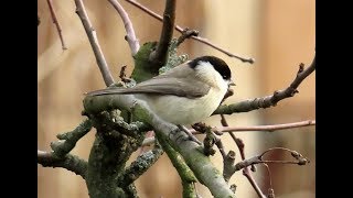 553 Sýkora babka Marsh Tit Poecile palustris Sumpfmeise Черноголовая гаичка [upl. by Devol806]