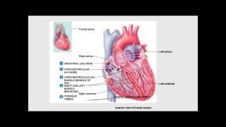 Introduction to Cardiovascular Pathophysiology [upl. by Nawud]