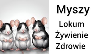 Obejrzyj zanim weźmiesz mysz 🐭🐭Wszytsko o myszach lokum żywienie zdrowie Ala Show [upl. by Aryl]