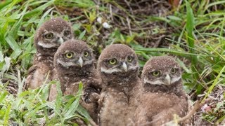 May 2013 Burrowing Owl Update [upl. by Ji295]