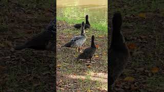 Cairina moschata patronato pato mato brasil [upl. by Mccollum]