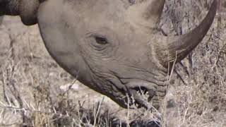 Tswalu South Africa Rhino [upl. by Desai]