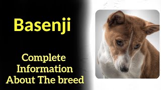 Basenji Pros and Cons Price How to choose Facts Care History [upl. by Itnuahsa]