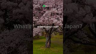 Cherry Blossom Festival 🌸 2025  Explore Japan 🇯🇵  Pickyourtrail 💚 shorts [upl. by Elyod]