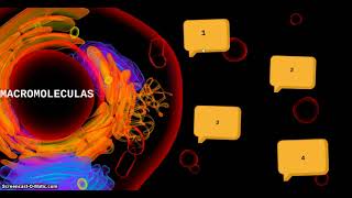 MACROMOLECULAS SINTETICAS Y NATURALES [upl. by Ddej]