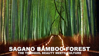 Sagano Bamboo Forest The Tranquil Beauty Meets Culture [upl. by Baptista]