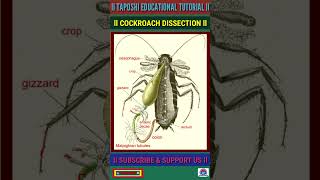 Cockroach Dissection l Biology Practical shorts biology [upl. by Anrim400]