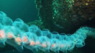 A String of Salp in the Sea  ViralHog [upl. by Yrome]