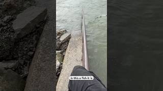 Was it a snag or a fish fishspecies fish freshwaterfish fishpic fishing bigcatfish catfish [upl. by Nnylrebma]