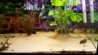 Freshwater aquarium fish  Bristlenose pleco  ancistrus sp [upl. by Ahrat]