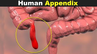 The Human Appendix  Its Diseases And Treatment UrduHindi [upl. by Leopoldeen]