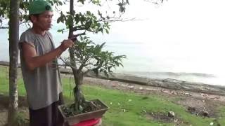 A Day in the Life of Bonsai Iligan Defoliating a Ficus by the Sea [upl. by Catlin]