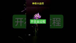 一枝花生长到开花全过程 garden gardening plants 植物 生物 生物観察 [upl. by Mathews]