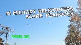 13 Military Helicopters Scare Peacocks Peacock Minute peafowlcom [upl. by Asamot]