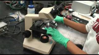 Onion Plasmolysis Experiment [upl. by Maddock]