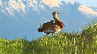 Fotografieren Großtrappe Spanien  Photographing great bustard Spain [upl. by Aztilem]