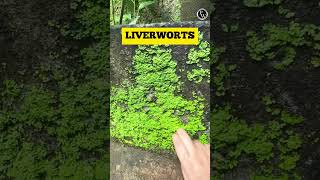 Lets Learn About the Bryophytes Around Us 🔥🔥 Shorts PWKannada [upl. by Zeuqram]