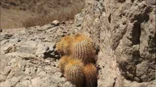 Copiapoa Eremophila I Apice Doradowmv [upl. by Adnorahc440]