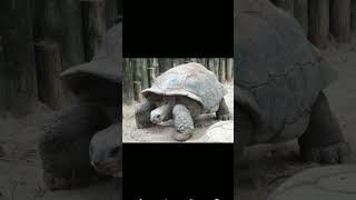 Aldabra Giant Tortoise Aldabrachelys gigantea  Observed in Description [upl. by Ayela]