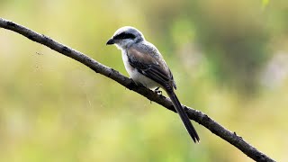 Bird call  Long tailed Shrike [upl. by Einalem]