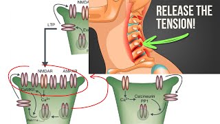 New Tinnitus Breakthrough Somatosensory cofactors LTDLTP Susan Shore Device Update 6 [upl. by Ocirrej973]