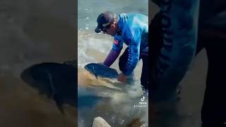 Cracker whacker fishing fish musselcracker [upl. by Xuagram]