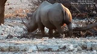 Rhino mother and calf browsing at sunset Okaukuejo Namibia [upl. by Aramot]