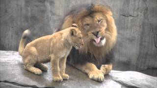 Lion cubs meet dad [upl. by Nicram]