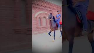 dance punjabi dancecover punjabisong dancer jindkadke art horse hores horselover [upl. by Richard]