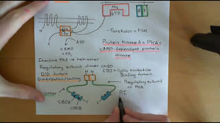 Cyclic AMP Signalling Part 3 [upl. by Trefor]