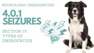 401 Seizures in Pets Neurologic Emergencies︱Pet First Aid Course [upl. by Zimmerman]