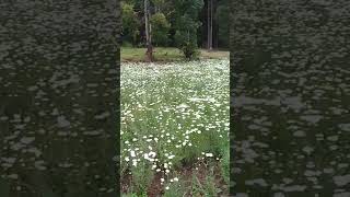 pyrethrum plants [upl. by Naerb]