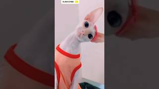 Funny meow meow😻😼 🤠🤓shortsshortsfeed shortsvideo [upl. by Rog623]