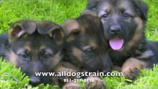 German Shepherd Puppies  11 week old Trained Puppies [upl. by Phillida]