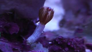 Marine Tube Worms amazing appearing and quick disappearing act DONT BLINK [upl. by Boudreaux]