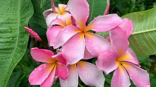 Plumeria Frangipani Update Seed Pods  When to Harvest Them and How to Start the Seeds [upl. by Anahoj486]