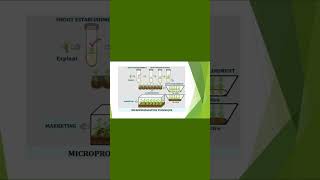 Micropropagation in Plant Tissue Culture conceptsofbotany micropropagation clonalpropagation [upl. by Airekat]