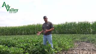 AVX Update Evapotranspiration in your Crops [upl. by Ddahc]