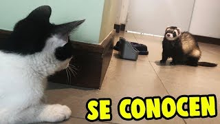 ¿¡EL GATO BEBÉ LASTIMA A HUMI SE VEN POR PRIMERA VEZ [upl. by Velda542]