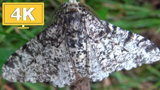 Peppered Moth Biston betularia Geometridae 4K Quality HD No Commentary [upl. by Asiat741]