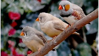 Animal planet  Chant oiaseau  mandarin diamant  zebra finch  HD [upl. by Docia]