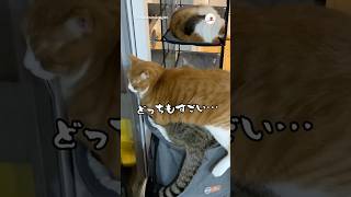 なっちゃんの上に乗るチャチャくん🐱💤｜PECO キジトラ 茶トラ 猫 愛猫家 猫のいる暮らし browntabby redtabby cat catlover catlife [upl. by Stander]